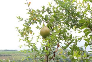淅川人民政府門戶網助力初級農產品銷售