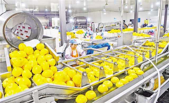 秭歸屈姑國際農業(yè)集團 自動化產線賦能番茄初級農產品銷售