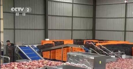 四川鹽源42萬畝蘋果喜獲豐收，鄉村振興見實效