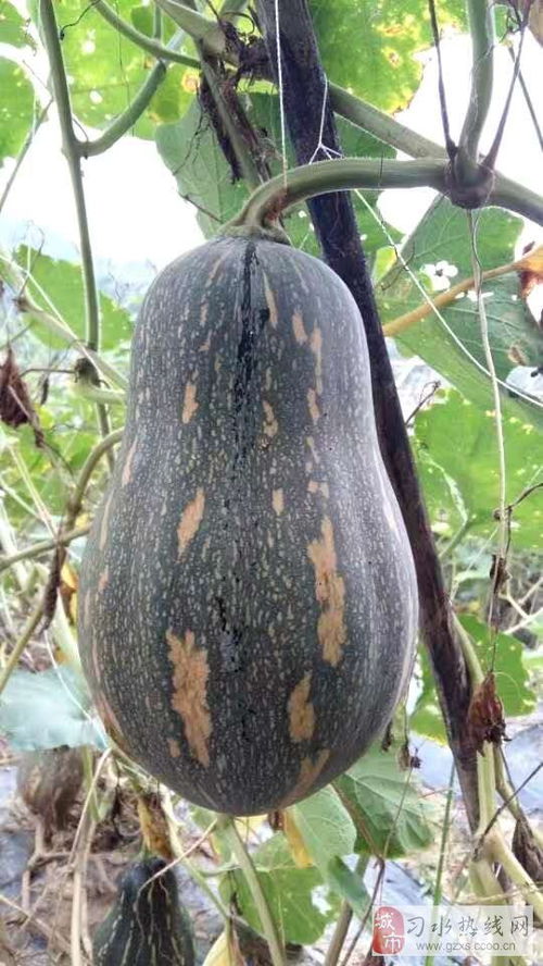 金泓農業 打造綠色健康，初級農產品的品質之路