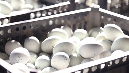 雙十一激戰正酣，襄州特色農產品銷量“狂飆”顯活力