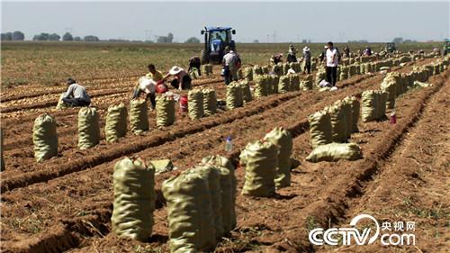 土里挖出金蛋蛋，一年賣出2000萬 農產品的財富密碼