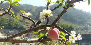 農產品盛宴，味蕾狂歡——全市優(yōu)質農產品展銷會明日盛大開幕