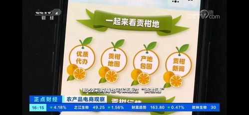 貢柑樹認(rèn)養(yǎng) 一畝田攜手德慶縣，央視聚焦農(nóng)產(chǎn)品產(chǎn)銷新篇章
