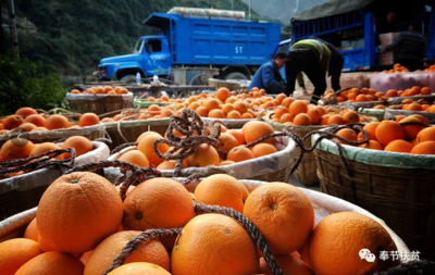 專報(bào) 重慶奉節(jié)著力打造特色產(chǎn)業(yè)小鎮(zhèn)，走穩(wěn)鄉(xiāng)村振興“最先一公里”初級(jí)農(nóng)產(chǎn)品銷售