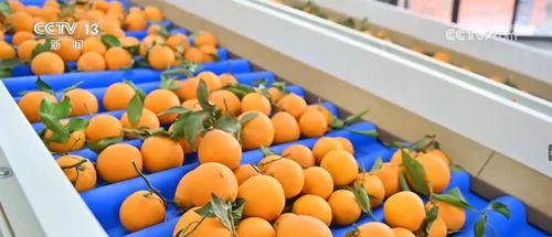 豐收的味道 各地水果采收季喜迎甜蜜收獲，初級(jí)農(nóng)產(chǎn)品銷售正當(dāng)時(shí)